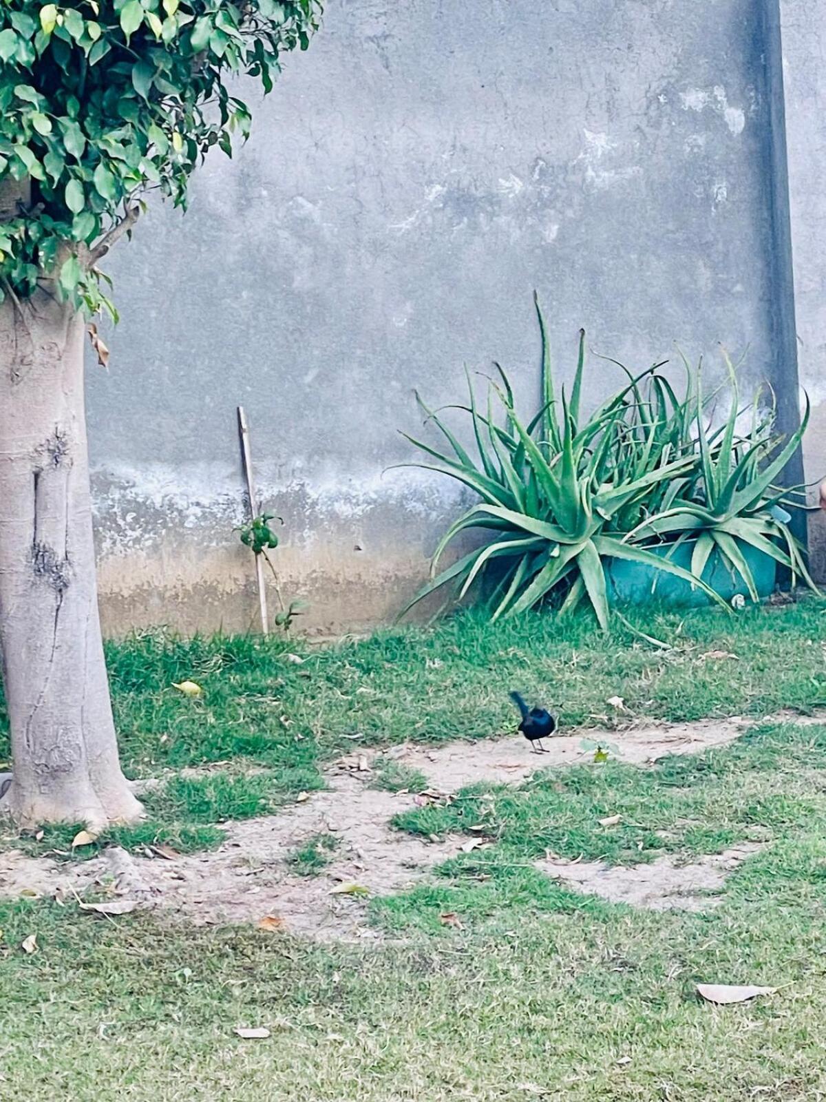 Villa Sukoon Farm Gurgaon Esterno foto